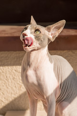 The pet of the Canadian Sphynx cat something dissatisfs and meows
