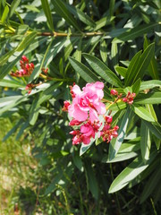 ピンクのキョウチクトウの花