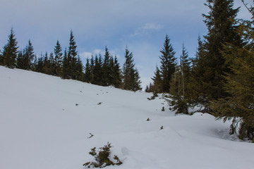 Chapped spruce on the way to the top of the highest mountain Mount Hoverla- Ukraine winter