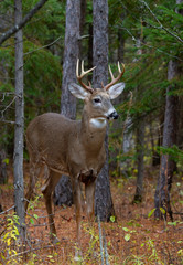 White-tailed deer buck walking through the forest during the autumn rut in Canada