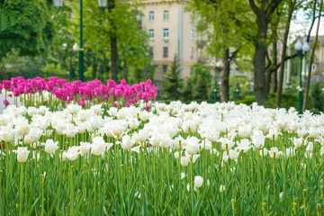 Beautiful tulips on the flowerbed in the early spring city park