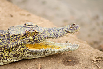 dangerous crocodile with open mouth ready to hunt