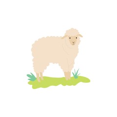 Cute sheep cartoon character or icon flat vector illustration isolated on white.