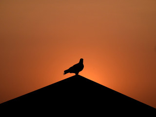 silhouette of pigeon on roof at sky sunset