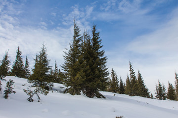 Chapped spruce on the way to the top of the highest mountain Mount Hoverla- Ukraine winter