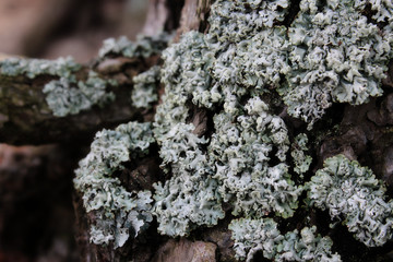 cracked shield lichen close up