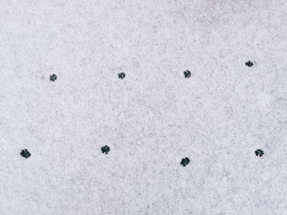 Cat tracks in freshly fallen snow. Minimalism in nature.