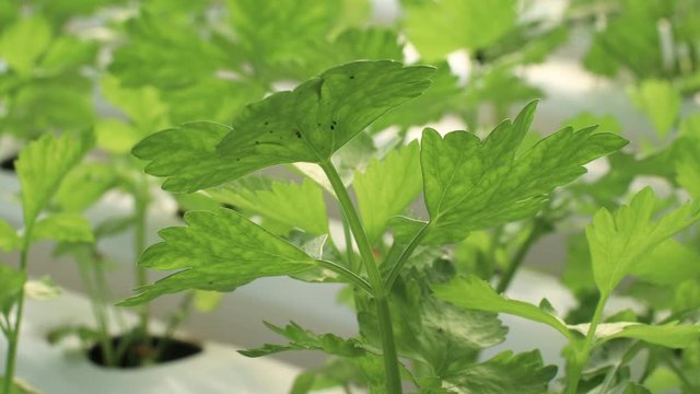 fresh green hydroponic calery garden, organic home grow vegetable, vegetarian meal, salad plant cultivation. fertilizer advertisement, organic farming morning day time light, 4k resolution.