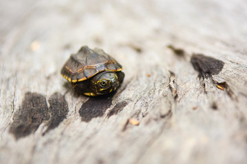 Baby turtle on the Wood flooring background
