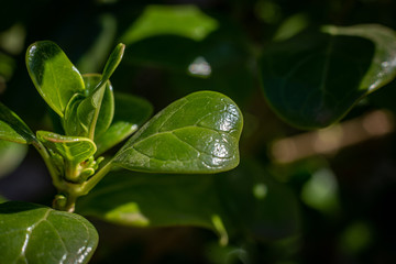 drops on leaf