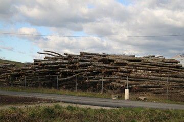 Fototapeta na wymiar Wood pile tree trunks industrie storage