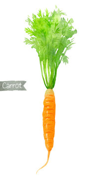 Carrot watercolor illustration