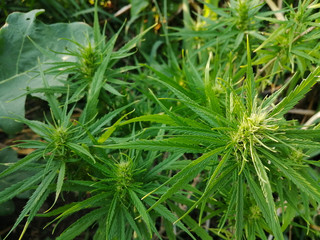  Cannabis trees are growing beautifully.
