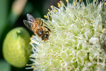 bee on flower