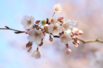 桜（ソメイヨシノ）