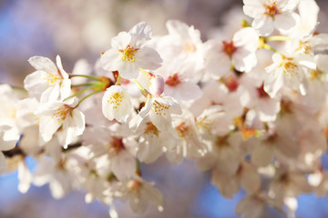 桜（ソメイヨシノ）