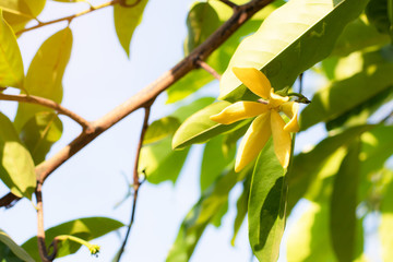 Ylang Ylang flowers blooms on early in the sunshine morning.