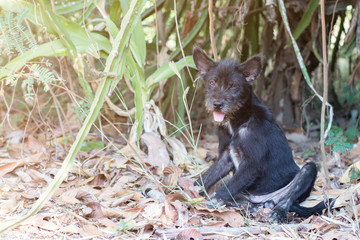 Black dog lying in the garden.