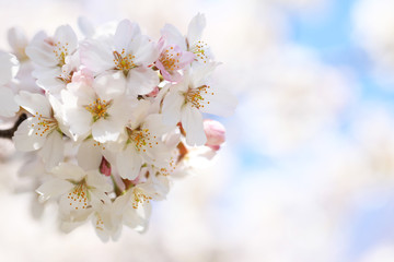 桜と青空（ソメイヨシノ）