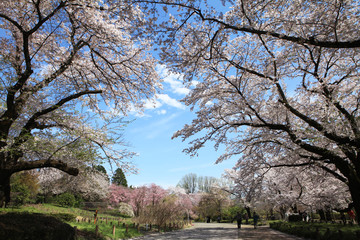 満開の桜
