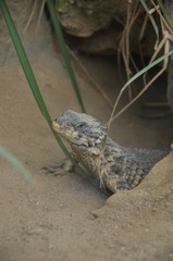 Naklejka premium Sungazer, giant girdled lizard or giant dragon lizard or giant zonure (Smaug giganteus, syn. Cordylus giganteus)