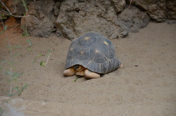 Land Tortoise walking in Sand