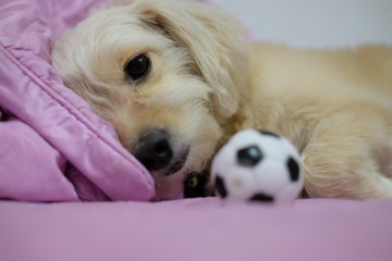 He is a dog whose love to play football
