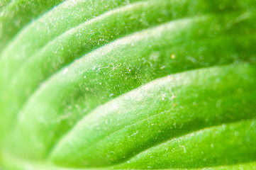 Green leaf close-up. Macro photo for background for graphic design of agro booklet.