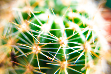 Blurry needles of a green cactus close-up. Macro photo