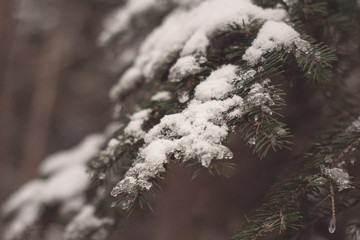 snow covered branches of tree