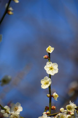 Fototapeta premium 白梅