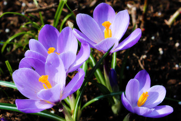 purple crocus blossom at april