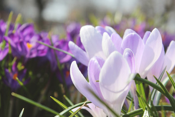 purple crocus blossom at april