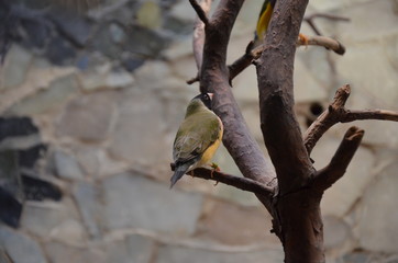 The Gouldian finch (Erythrura gouldiae), also known as the Lady Gouldian finch