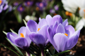 purple crocus blossom at april