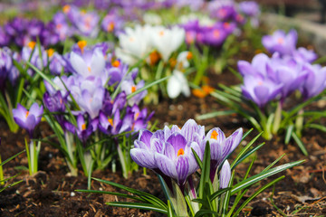 purple crocus blossom at april