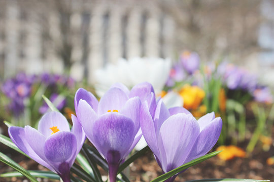 Purple Crocus Blossom At April