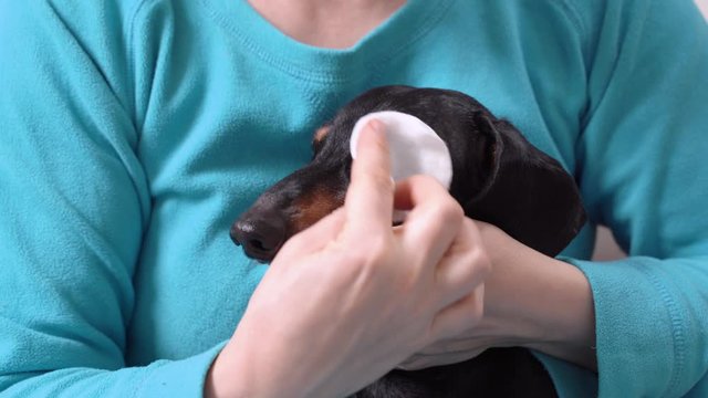 Vet is cleaning eye of dachshund with cotton pad at home or in clinic. Owner is smearing eye of dog with medical ointment. Treatment of conjunctivitis, cataract, glaucoma and other canine eye diseases