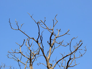 dry branch of tree against blue sky