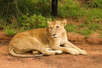 Fototapeta na wymiar Lioness resting in Kruger National Park South Africa