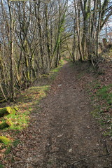 Fototapeta premium Un chemin dans les bois.