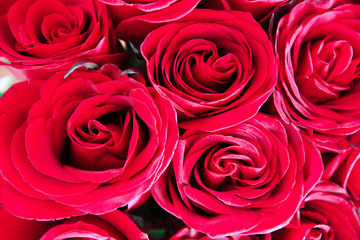 Bouquet of natural beautiful red roses flowers for Valentine's Day and March 8