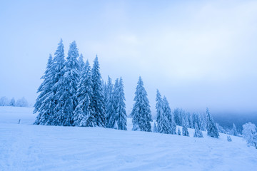Snow-covered pine tree forest in bitter winter