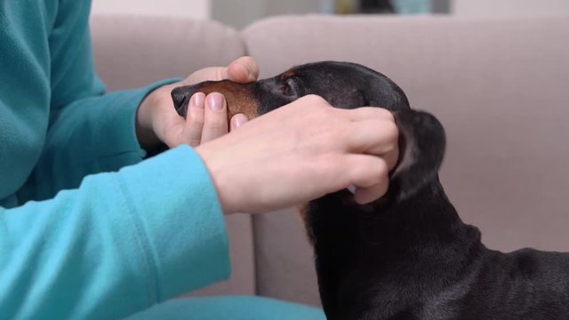 Owner Or Vet Is Cleaning The Ears Of The Dachshund Dog With A Cotton Pad At Home Or In The Office Of Veterinary Clinic. Regular Healthcare Procedures To Maintain Cleanliness And To Fight Ear Mites.