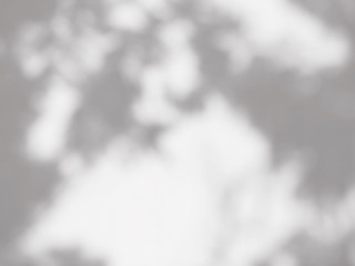 shadow of the leaves on a white wall