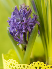 spring blooming hyacinth flowers in nature.