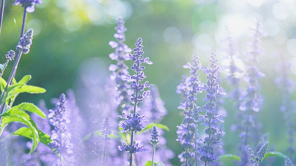 Close shot of purple lavender in a garden with sun rays; blurred background