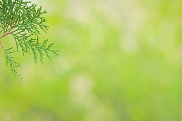 Close up of tender green branches of a cypress; selective focus and shallow depth of field
