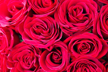 Bouquet of natural beautiful red roses flowers for Valentine's Day and March 8