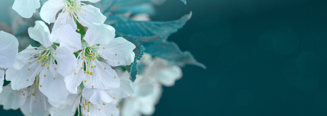 Blooming white flowers of cherry trees in the spring.
